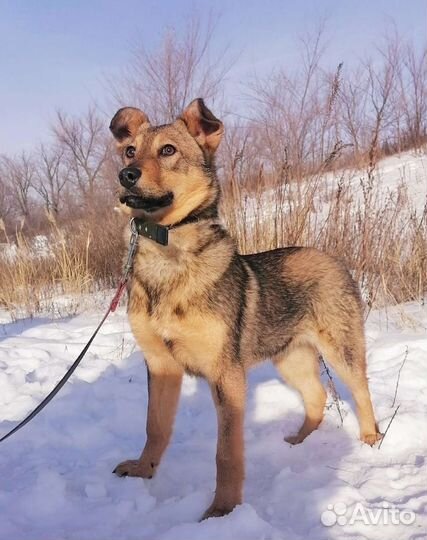 Собака Карла