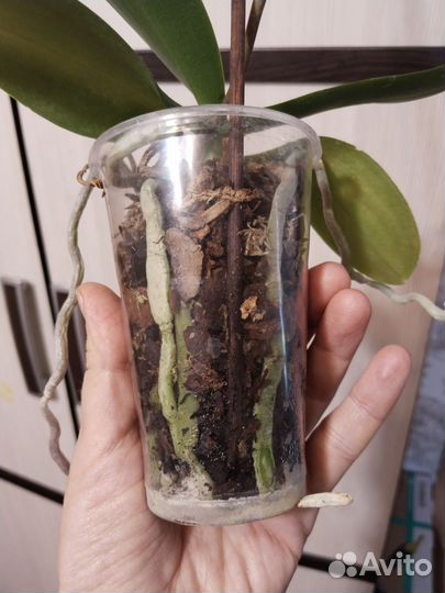 Орхидея фаленопсис