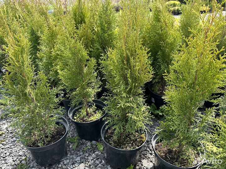 Туя смарагд