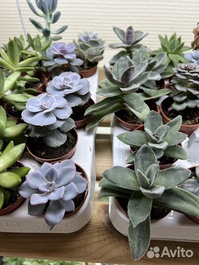 Суккуленты