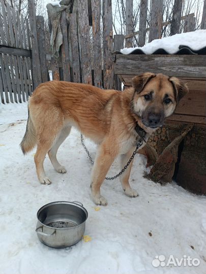 Пес на охрану