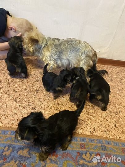 Йоркширский терьер