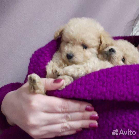 Мальтипу ф1 трй тикап москва