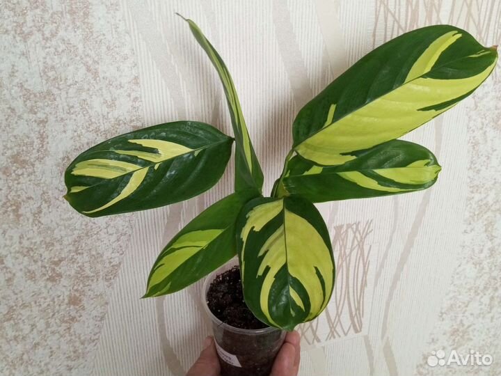 Филодендроны и другие цветы