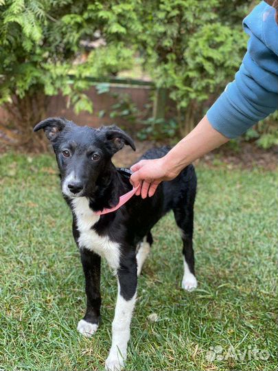 Щенок небольшой собачки