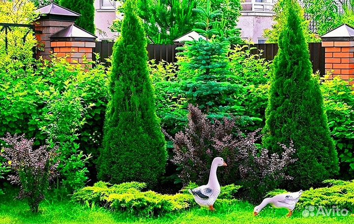 Туи зеленые