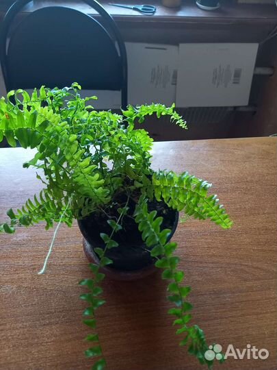 Фикус Бенджамина,Спатифиллум, розетки фиалок