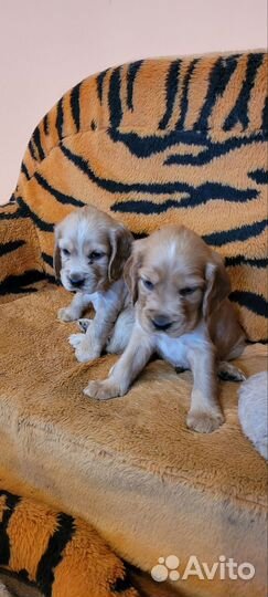 Кокер спаниель