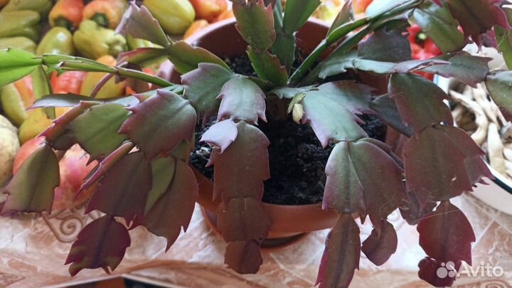 Декабрист шлюмбергера Красный