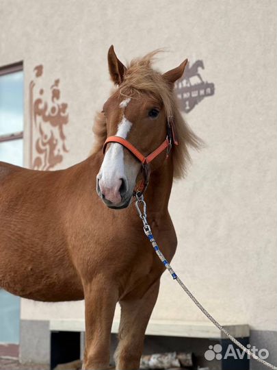 Лошадь советская тяжеловозная кобылка
