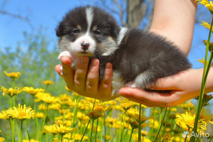 Щенки вельш корги пемброк