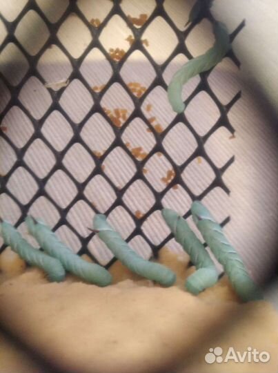 Сверчок,Зофобас,Таракан,Мучник,Кормовые Насекомые