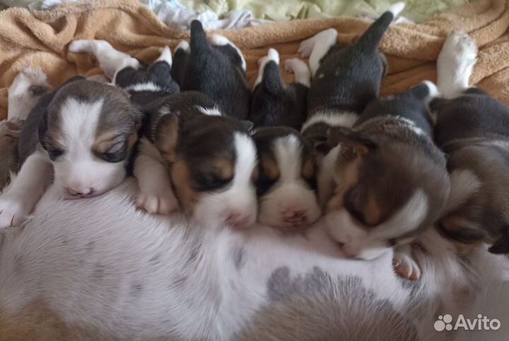 Щенки Бигль