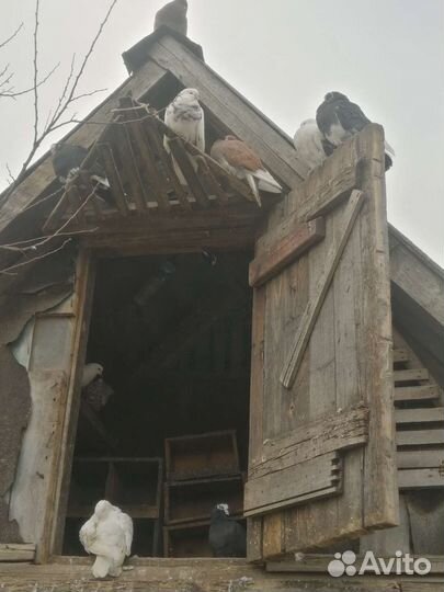 Продажа голубей