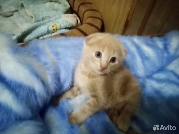 Котята