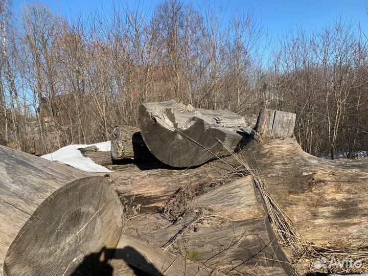 Брёвна дуба/большой диаметр/ кругляк