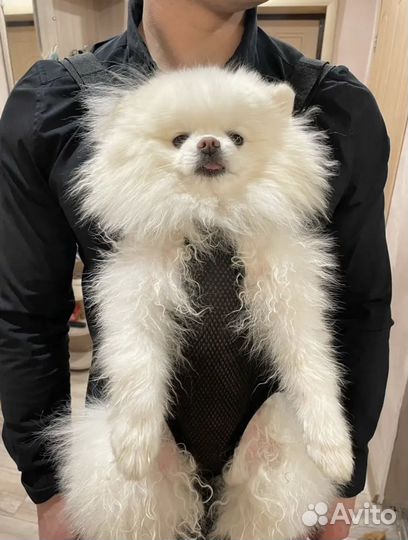 Переноска для собак