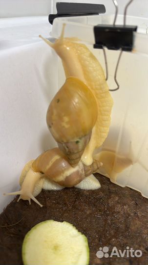 Улитки ахатины