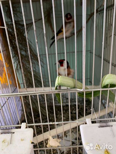 Певчие птицы щегол