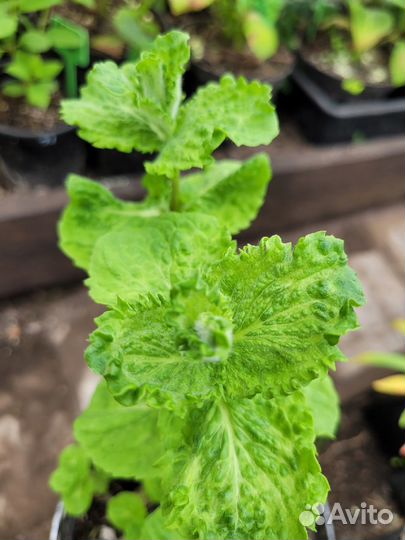 Мята фруктовая