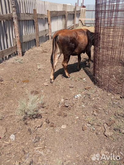 Продаю телак