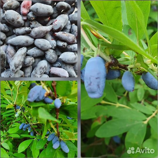 Жимолость Гортензия Спирея