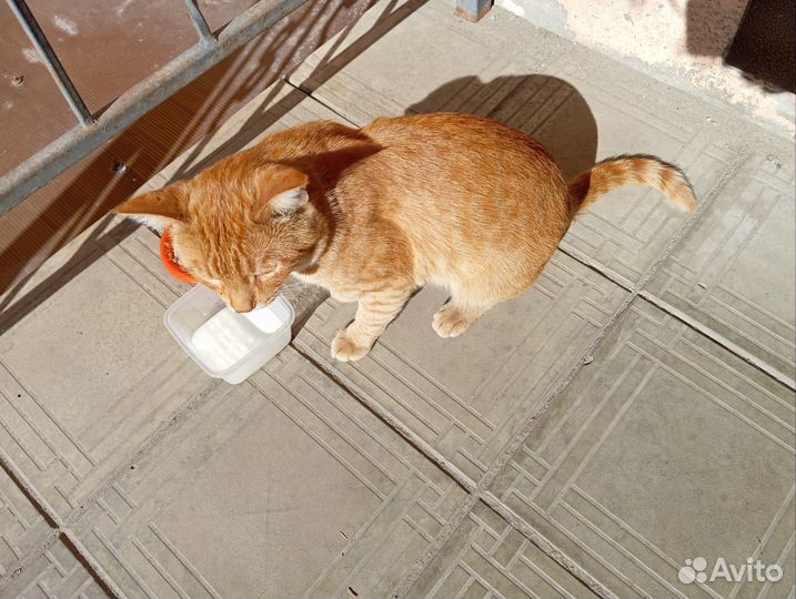 Кот в добрые руки