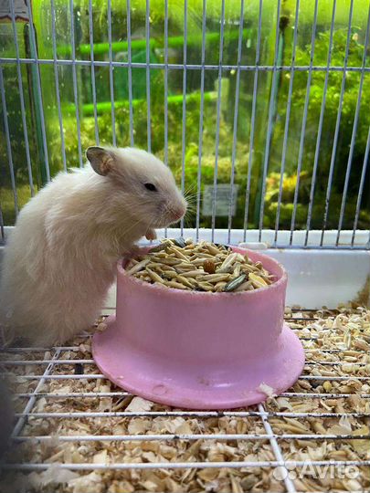 Хомячки зоомир