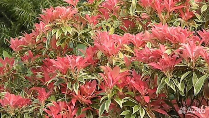 Цеанотусы, Лавровишня и Пиерисы японские