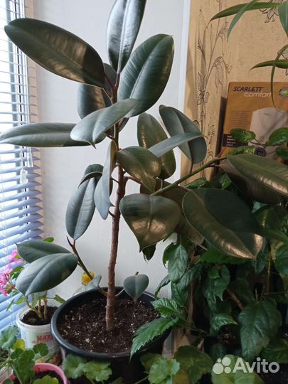 Фикус, Гибискус