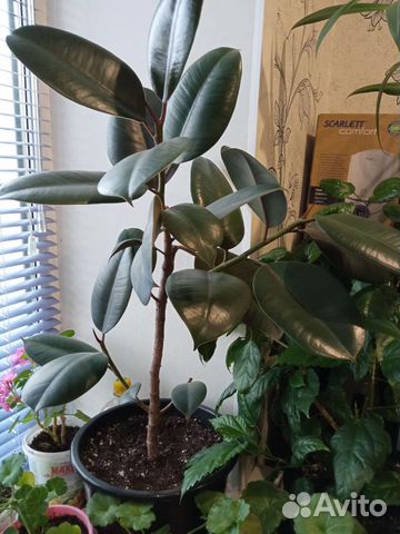 Фикус, Гибискус