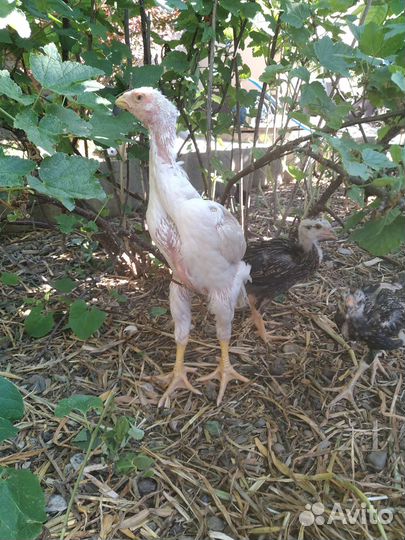 Бойцовые цыплята