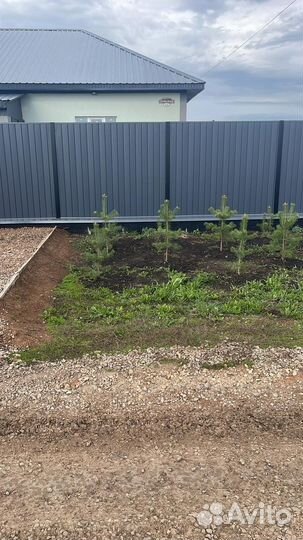 Саженцы хвойных растений. Сосна