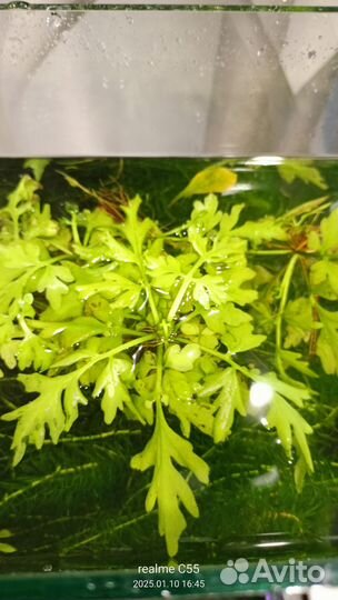 Аквариумные растения