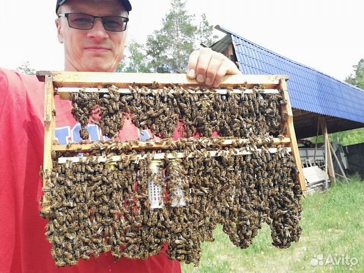 Спилы торцевые, 2 шт. + мед сотовый, 900 гр