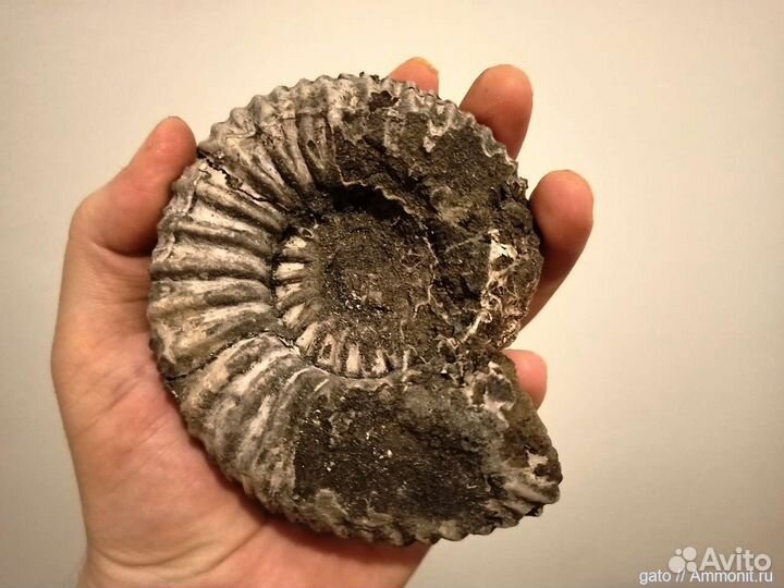 Экскурсия к месту залегания окаменелостей