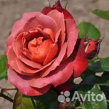Морозостойкие Саженцы роз