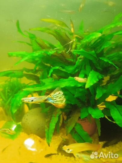 Аквариумные рыбки гуппи