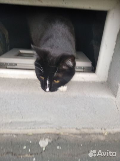 В добрые ручки кошечка