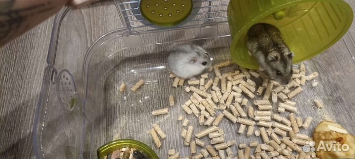 Джунгарский хомяк с клеткой