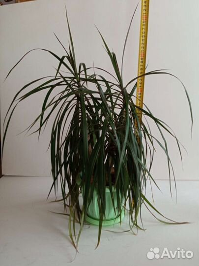 Пальма драцена