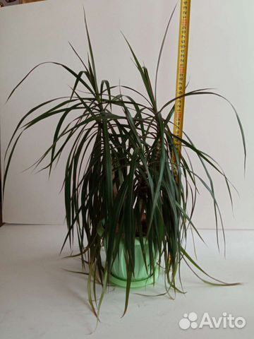 Пальма драцена