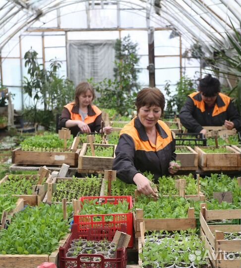 Разнорабочий в теплицу вахта