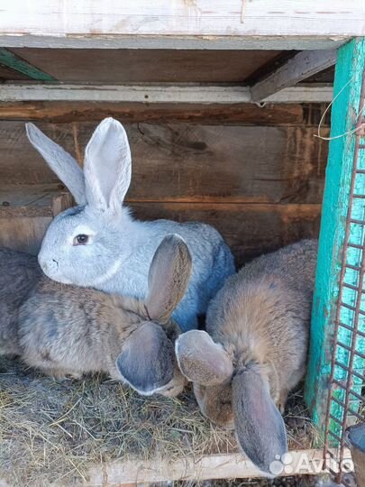 Кролики Фландер