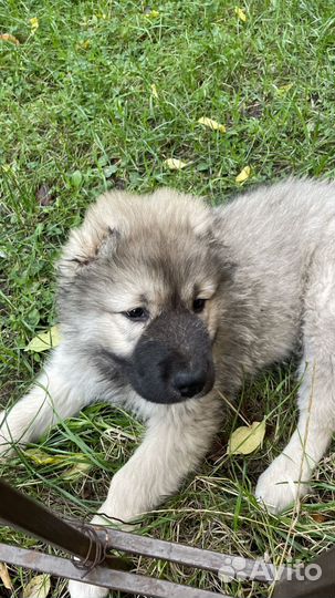 Щенки кавказской овчарки