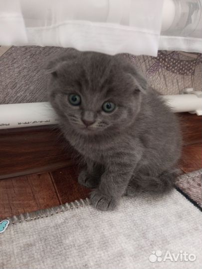 Шотландские котята