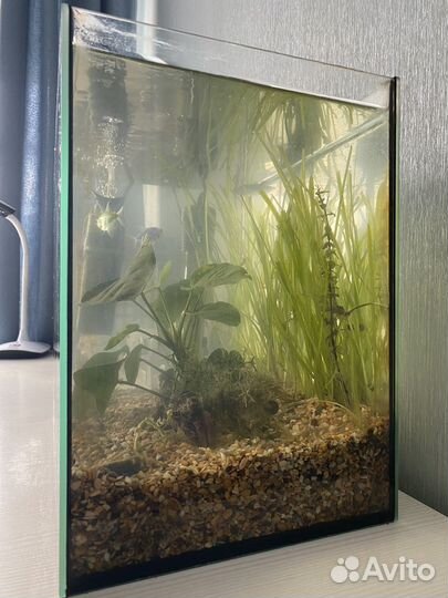 Аквариум