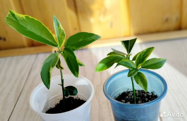 Кумкват Маргарита вариегатная