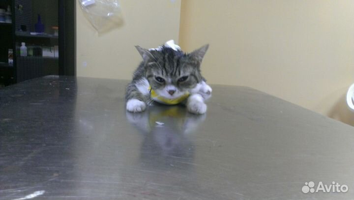 Стерилизация кошки с доставкой на дом