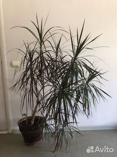 Цветы комнатные